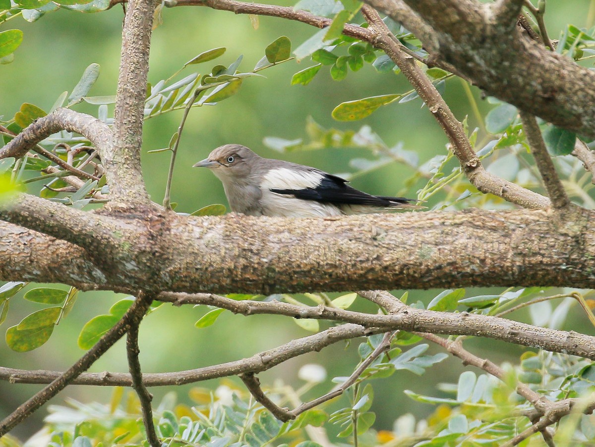 White-shouldered Starling - ML77616511