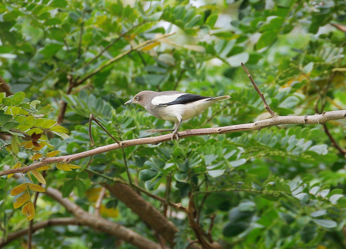 White-shouldered Starling - ML77616521