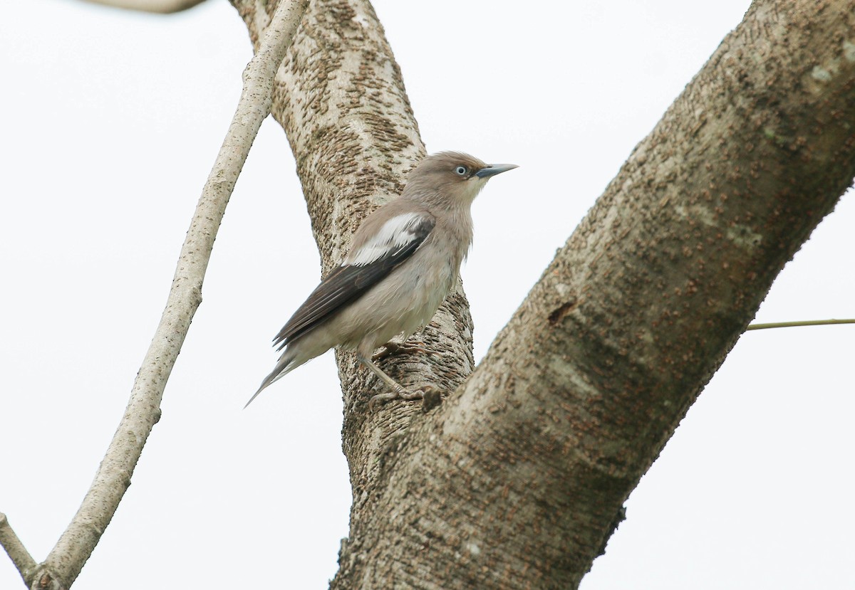 White-shouldered Starling - ML77616541