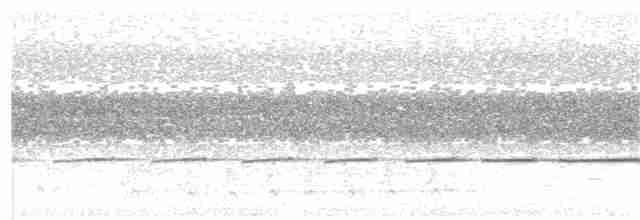 Усатый шипоклюв - ML77616671