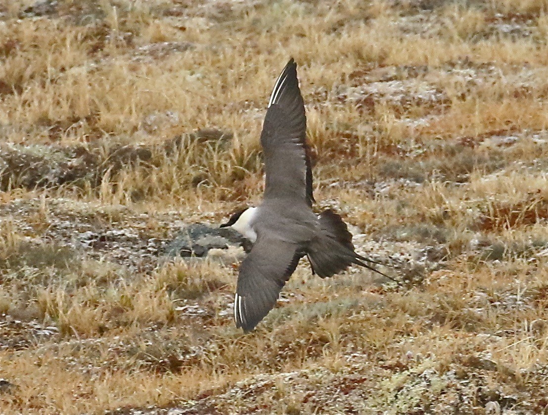 Long-tailed Jaeger - ML77617631