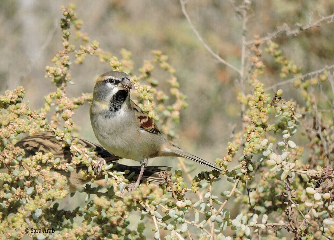 Dead Sea Sparrow - ML77618021