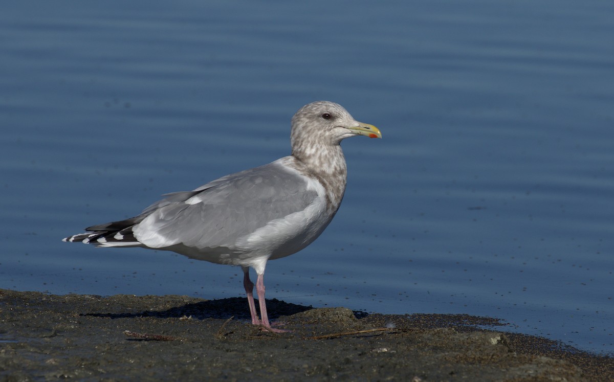 Iceland Gull (Thayer's) - ML77618721