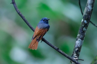  - Rufous-winged Philentoma