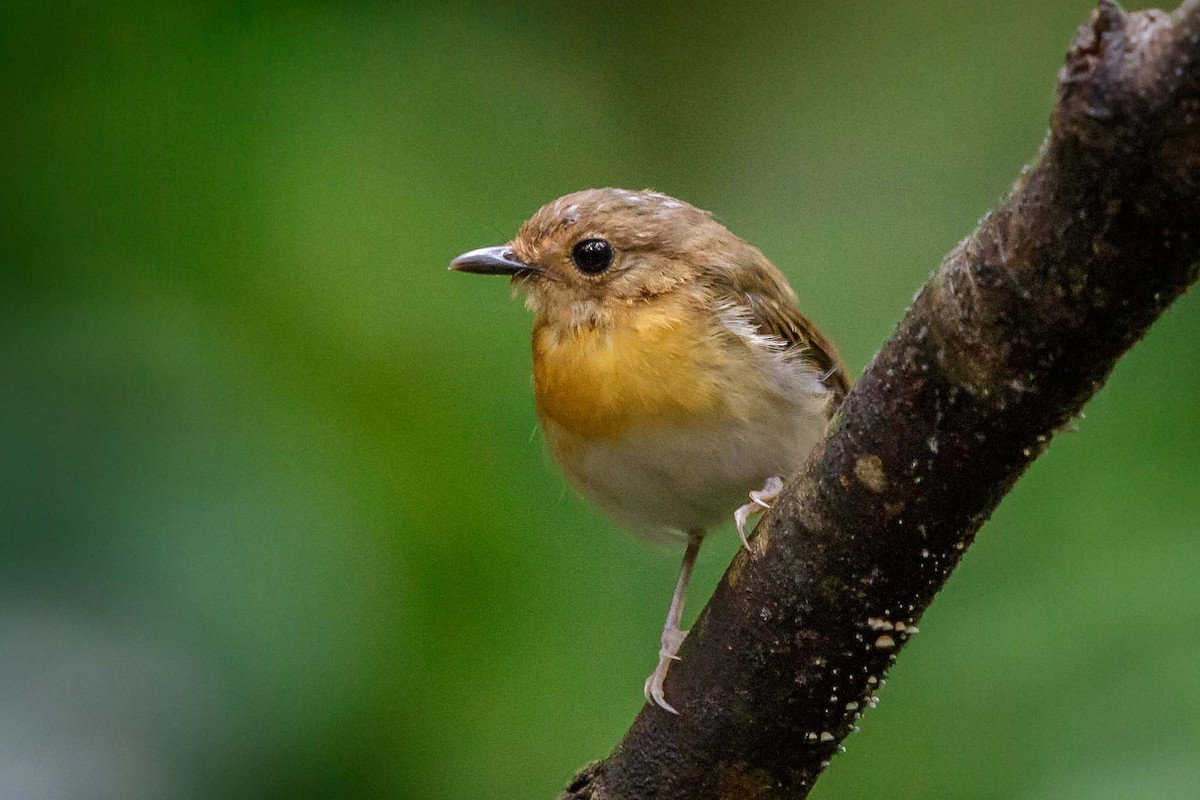 Rufous-chested Flycatcher - ML77619221