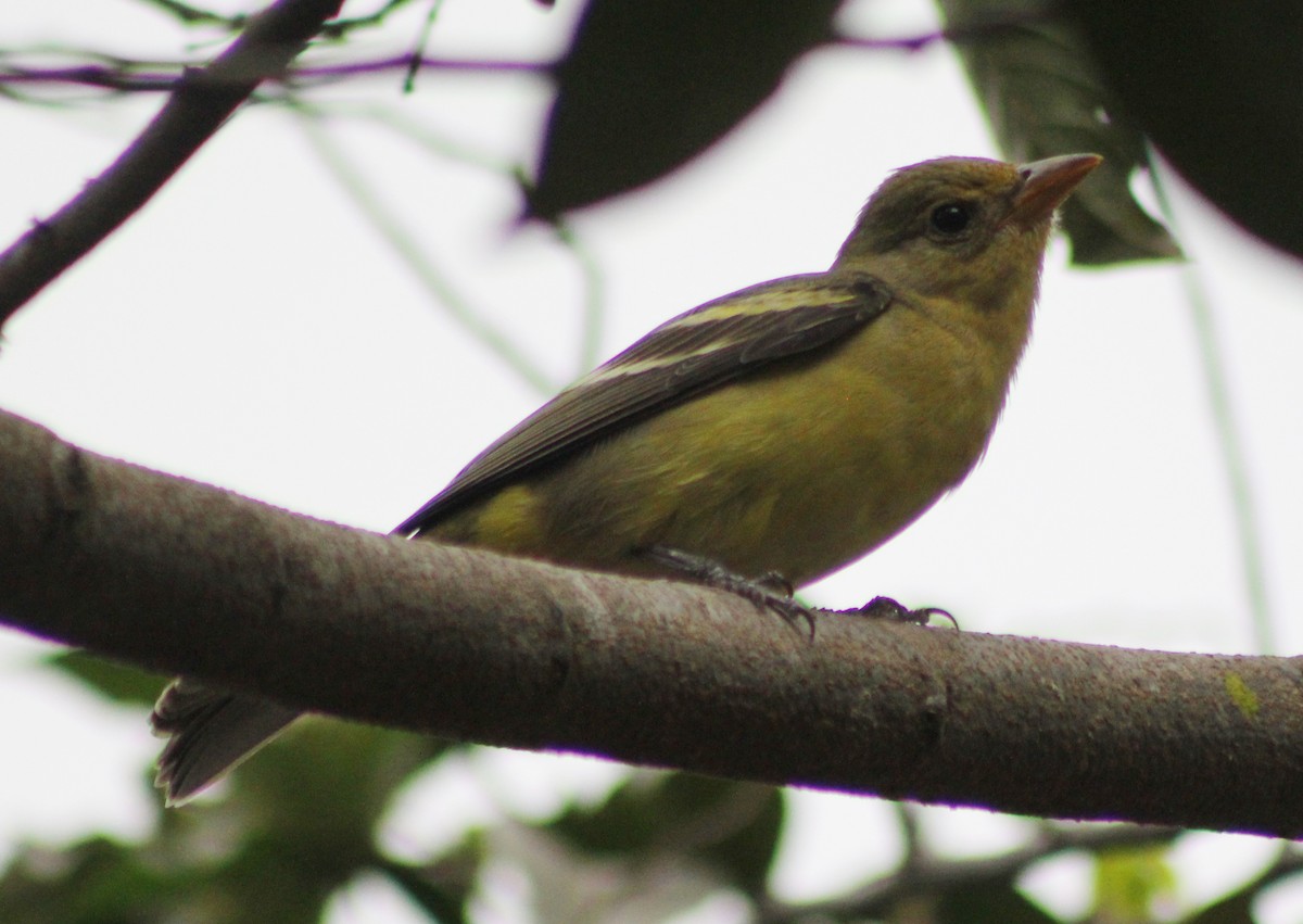Western Tanager - ML77626941