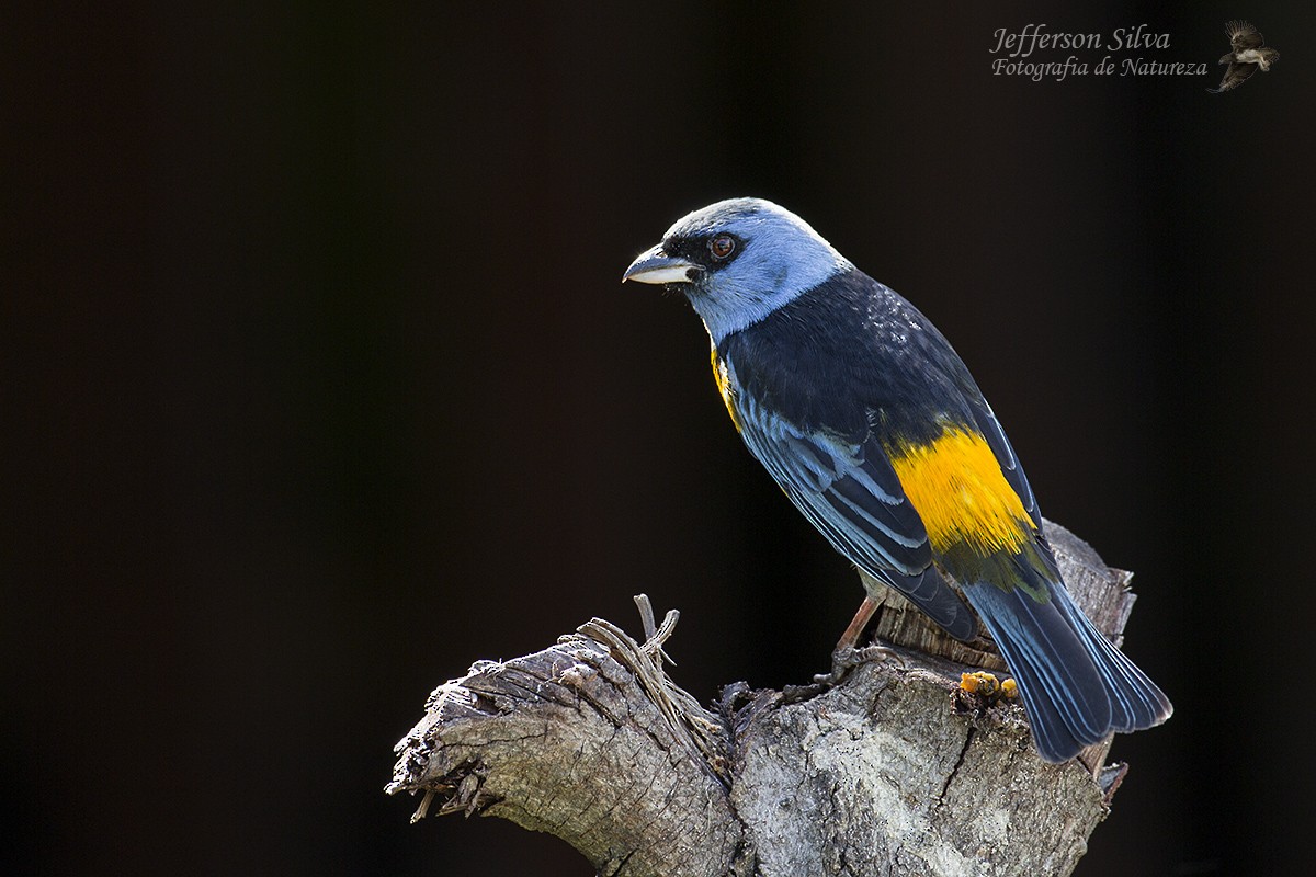 Blue-and-yellow Tanager - Jefferson Silva