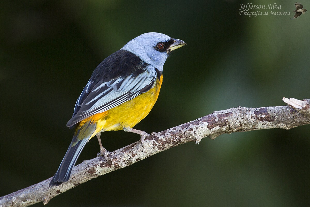 Blue-and-yellow Tanager - ML77629111