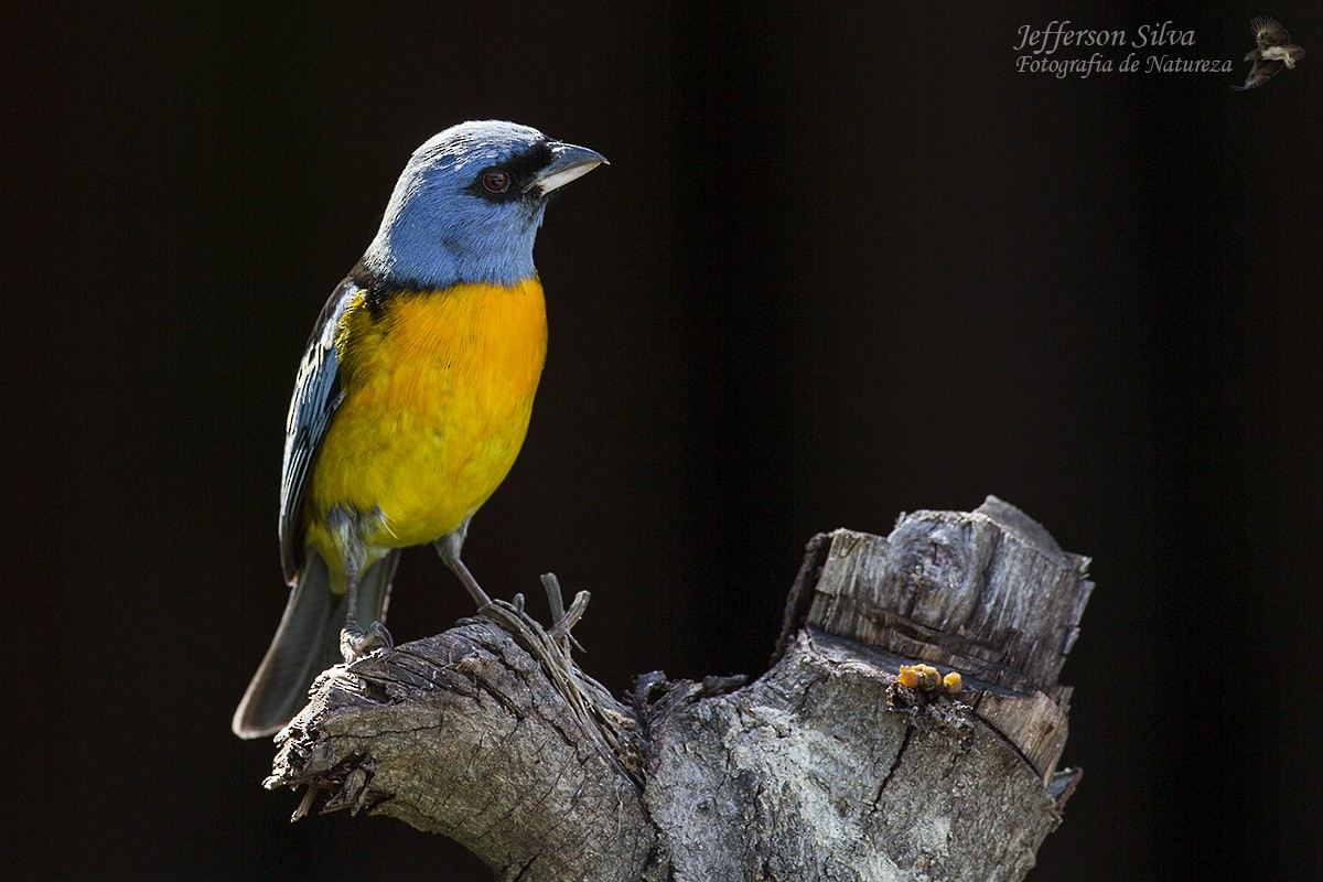 Blue-and-yellow Tanager - ML77629121