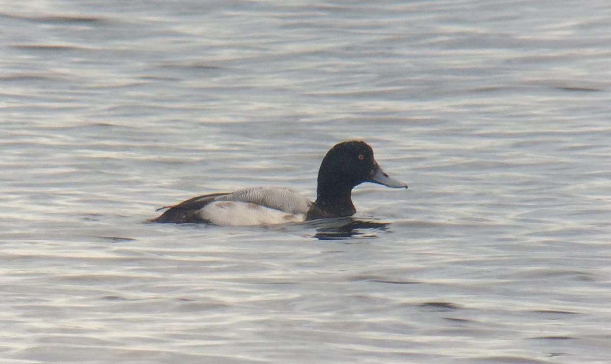 Greater Scaup - Niall Keogh