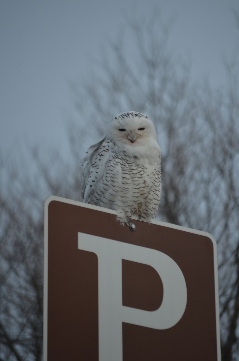 Snowy Owl - ML77630021