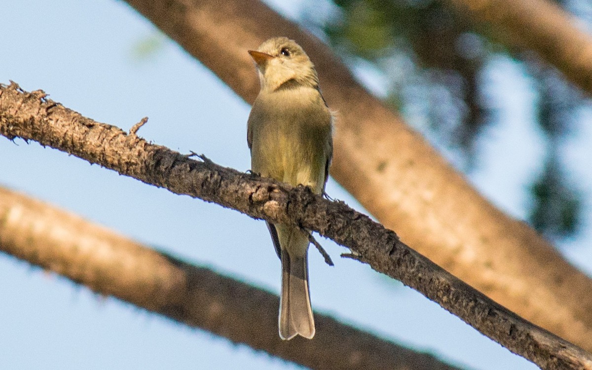 Greater Pewee - ML77632471