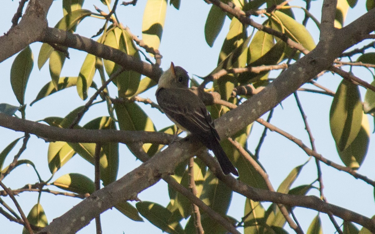 Greater Pewee - ML77632481