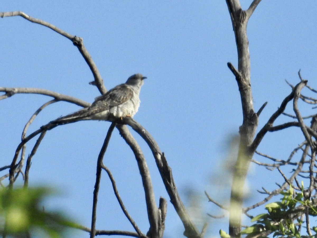 Common Cuckoo - ML77632851