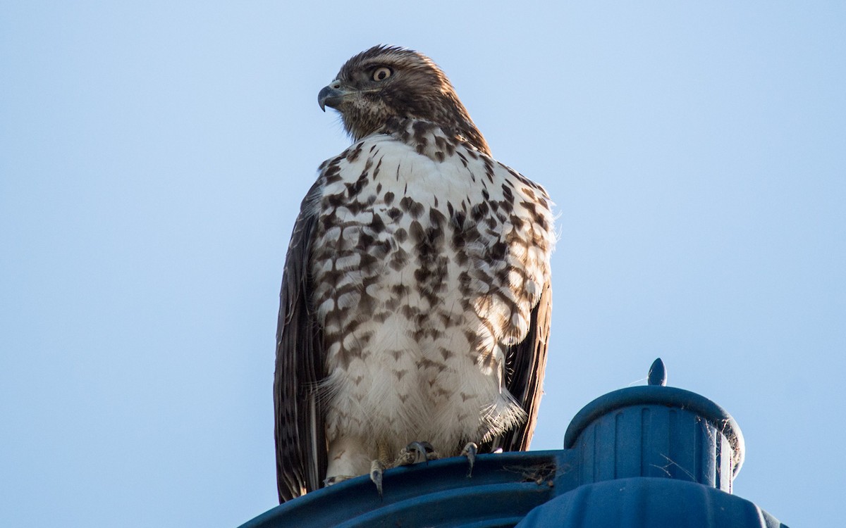 Red-tailed Hawk - ML77634501