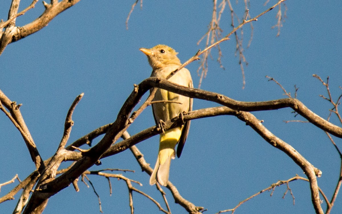 Western Tanager - ML77634551