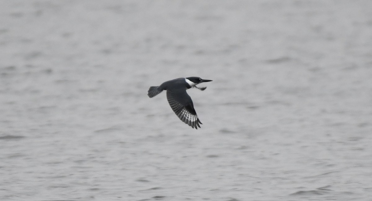 Belted Kingfisher - ML77634621