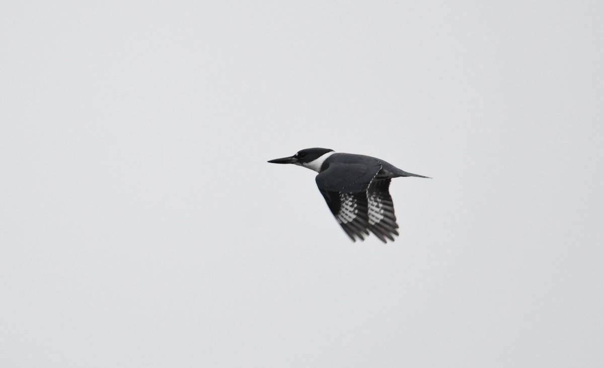 Belted Kingfisher - ML77634631
