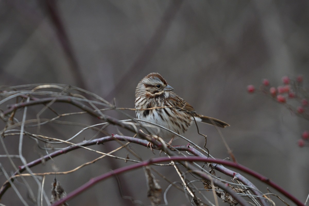 Song Sparrow - Barry Blust