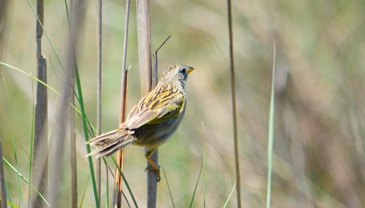 Wedge-tailed Grass-Finch - ML77638421
