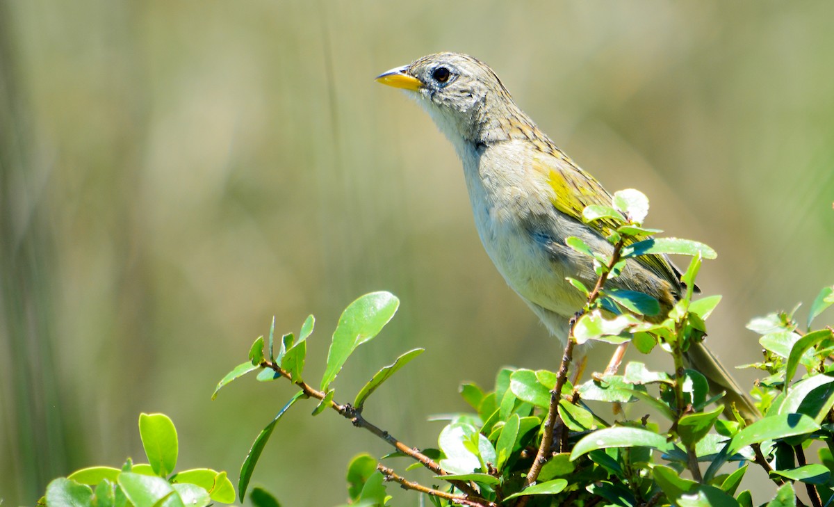 Wedge-tailed Grass-Finch - ML77638471