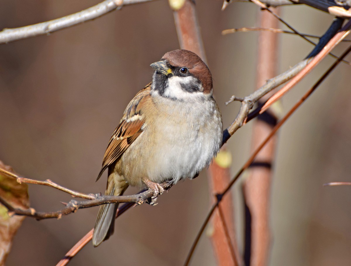 Eurasian Tree Sparrow - Aleksandar Urošević