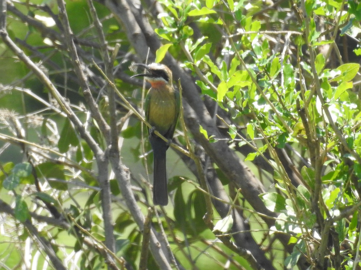 White-fronted Bee-eater - ML77641821