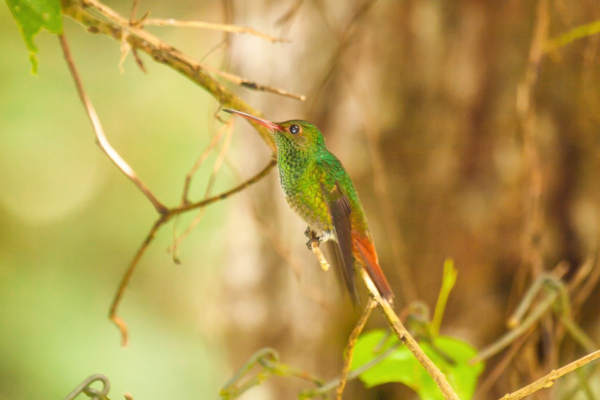 Rufous-tailed Hummingbird - graichen & recer