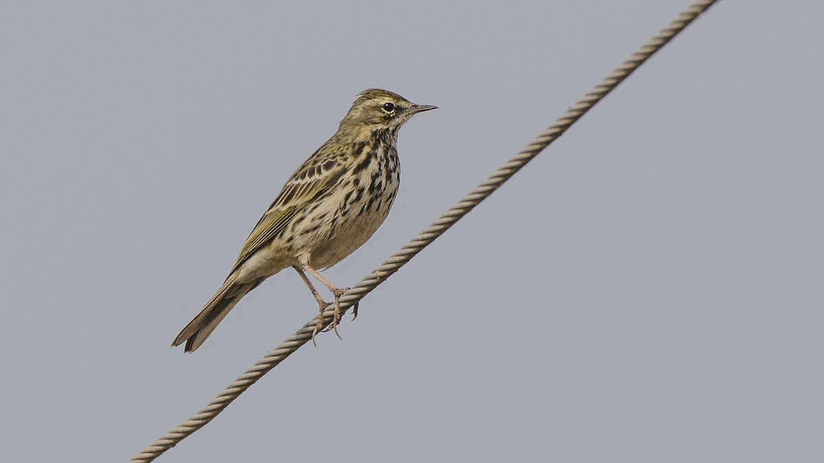 Rosy Pipit - ML77642991