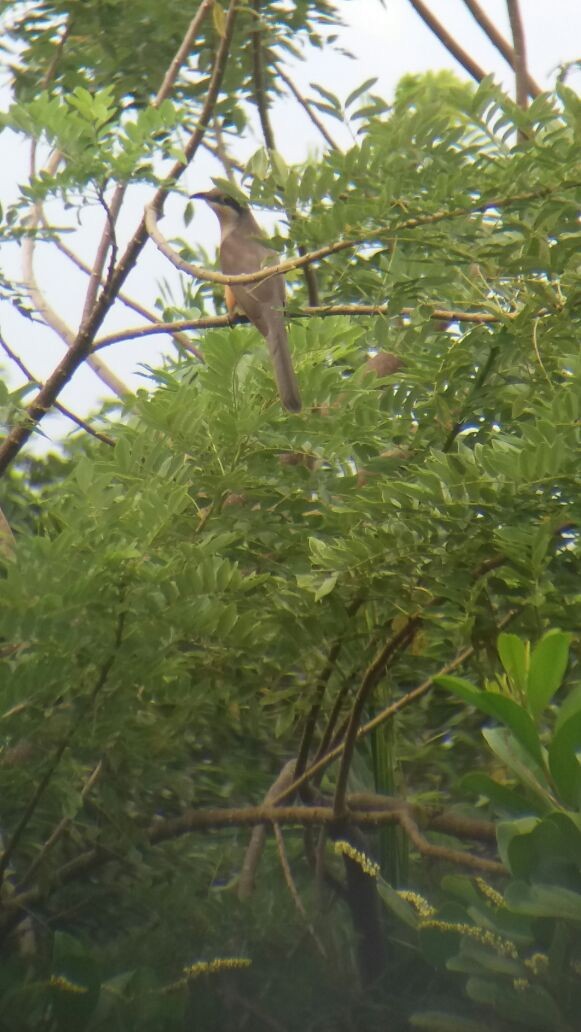 Mangrove Cuckoo - ML77643851