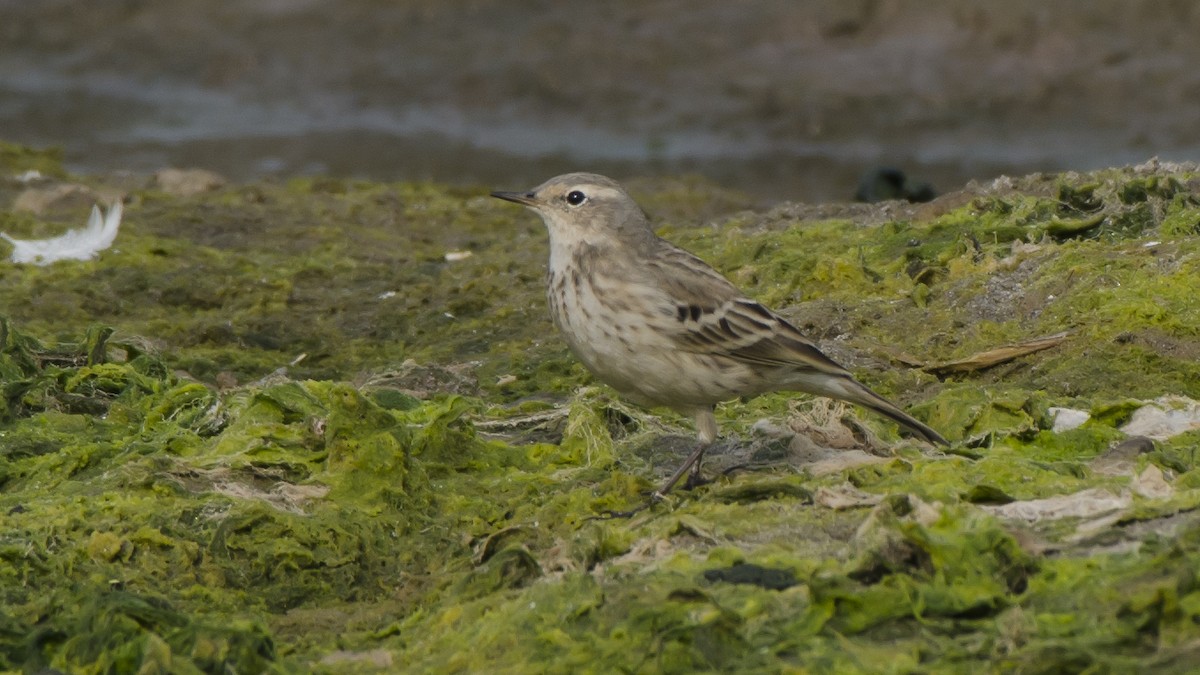 Water Pipit - ML77644031