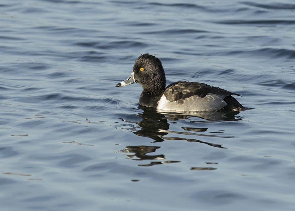 Ring-necked Duck - Dave Furseth