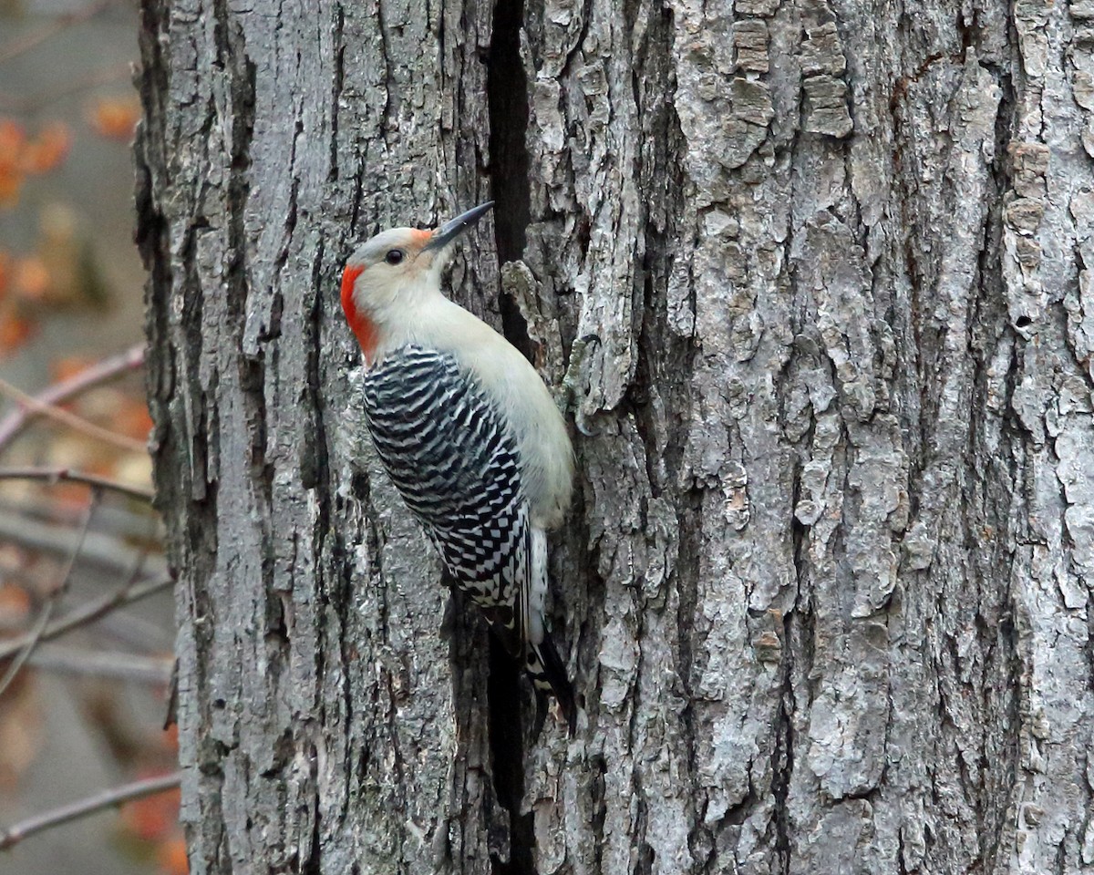 Red-bellied Woodpecker - ML77647471