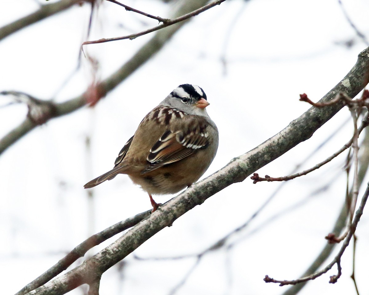 White-crowned Sparrow - ML77647601