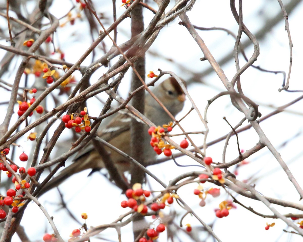 White-crowned Sparrow - ML77647611