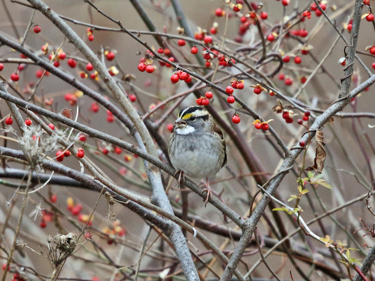 White-throated Sparrow - ML77650211