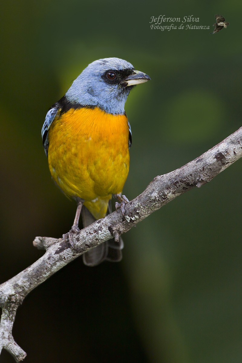 Blue-and-yellow Tanager - ML77650981