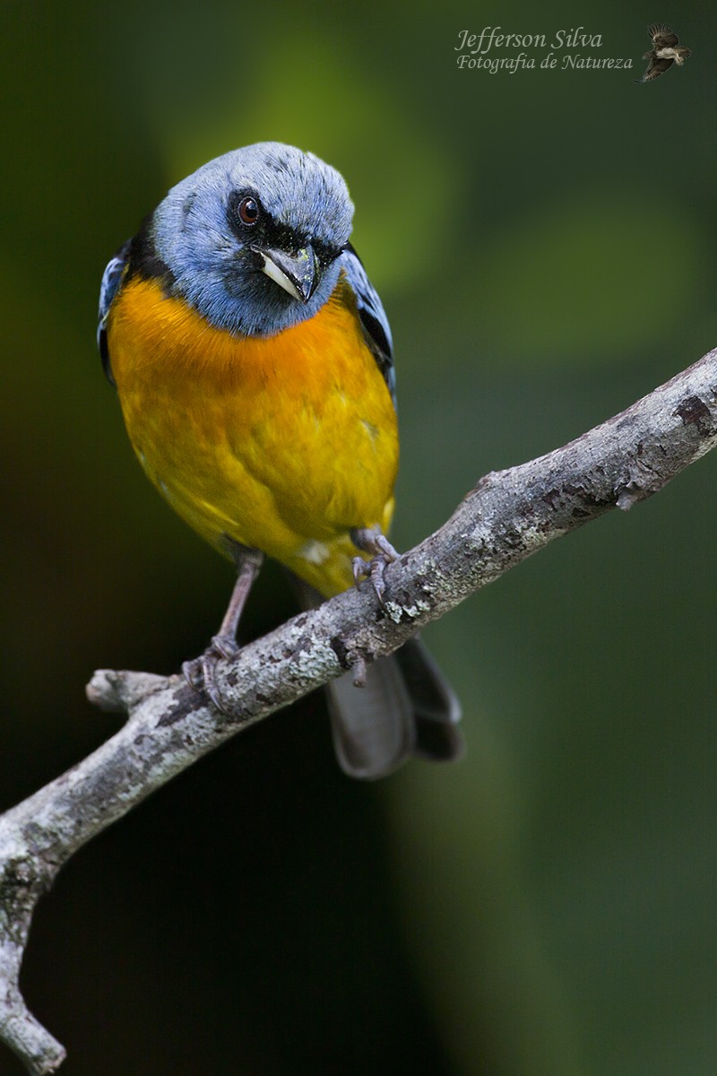 Blue-and-yellow Tanager - ML77650991