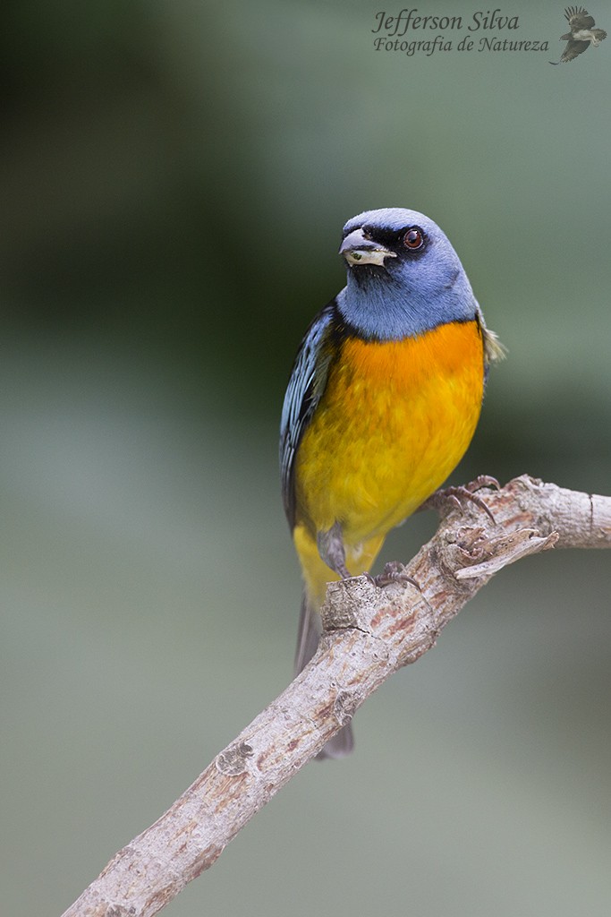 Blue-and-yellow Tanager - ML77651281