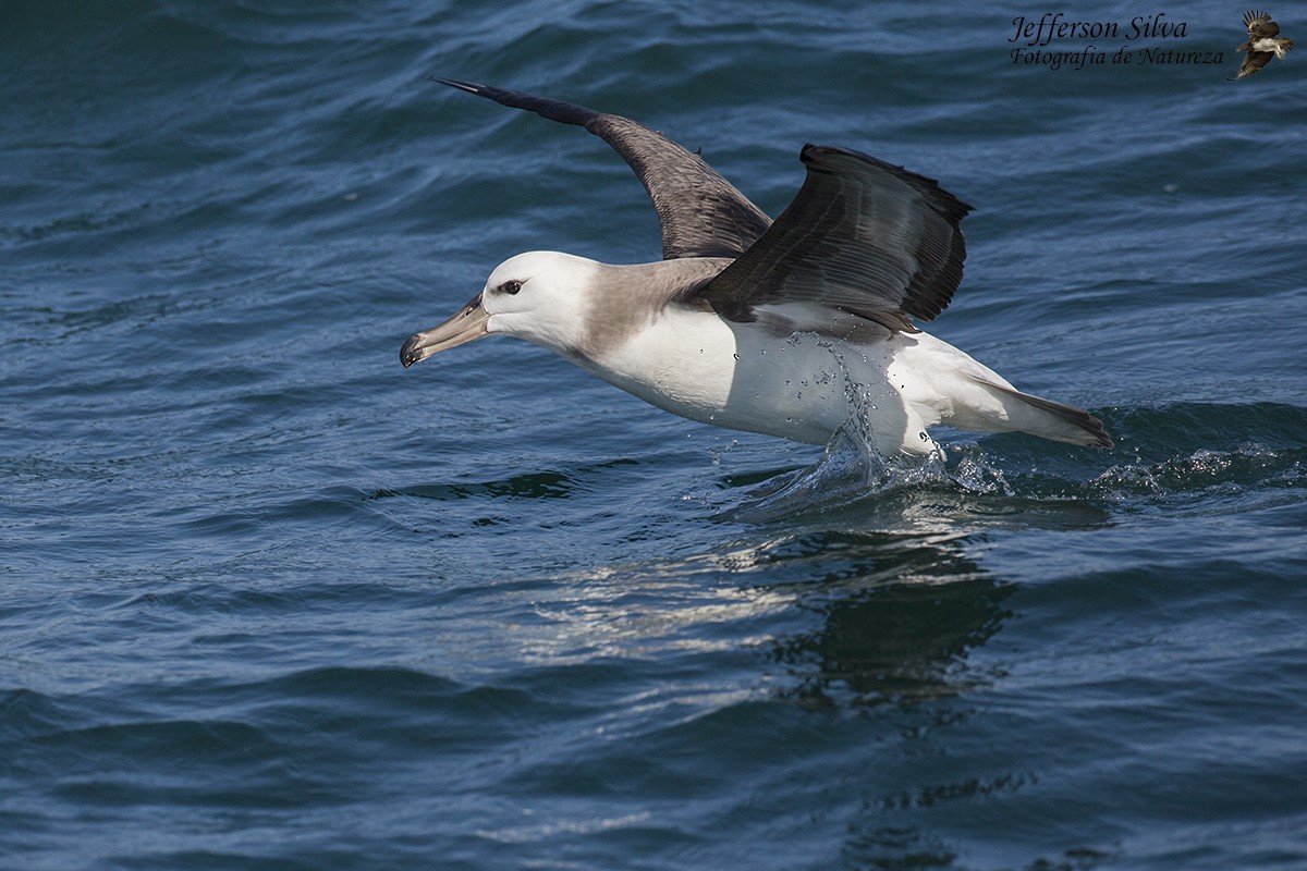Atlantic Yellow-nosed Albatross - Jefferson Silva