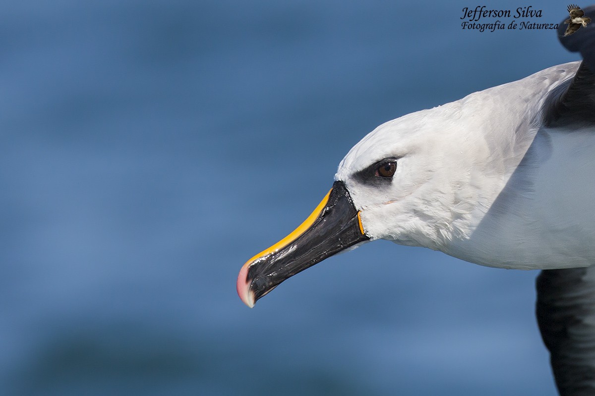 Atlantic Yellow-nosed Albatross - Jefferson Silva