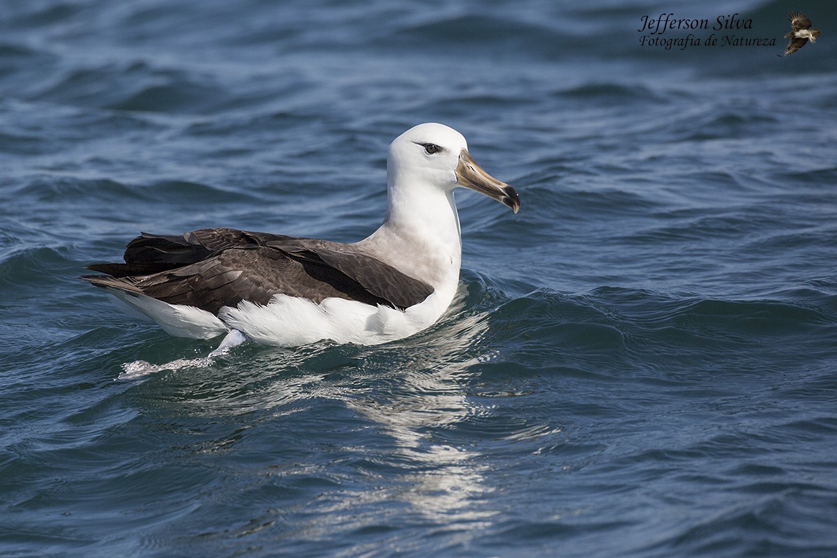 Black-browed Albatross - Jefferson Silva