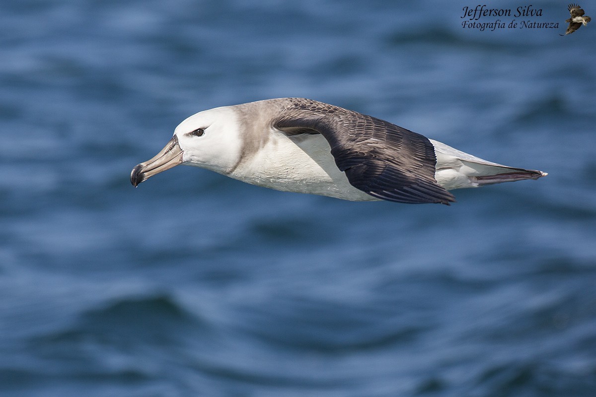 albatros černobrvý - ML77652261