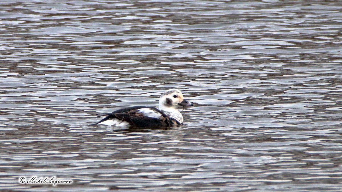 Long-tailed Duck - Michel Laquerre