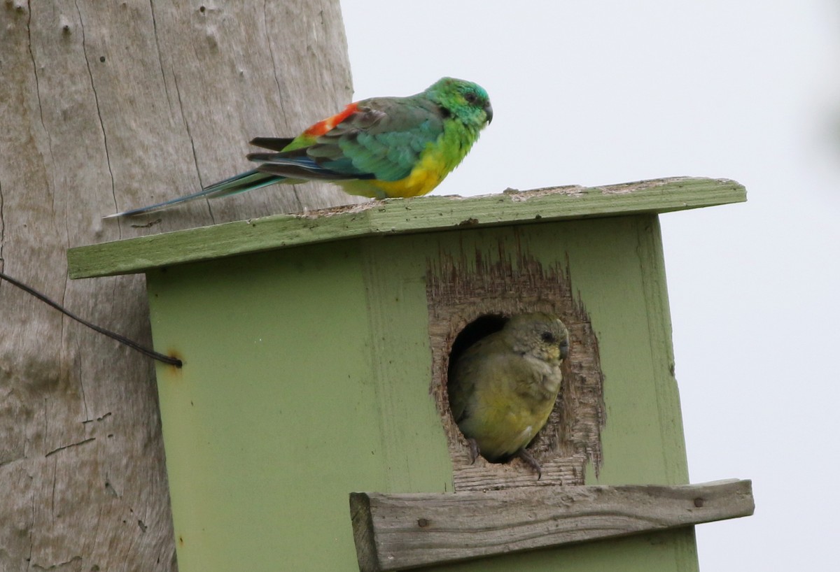 Red-rumped Parrot - ML77657771