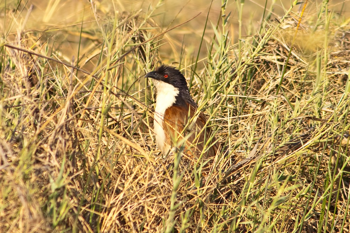 Coppery-tailed Coucal - graichen & recer