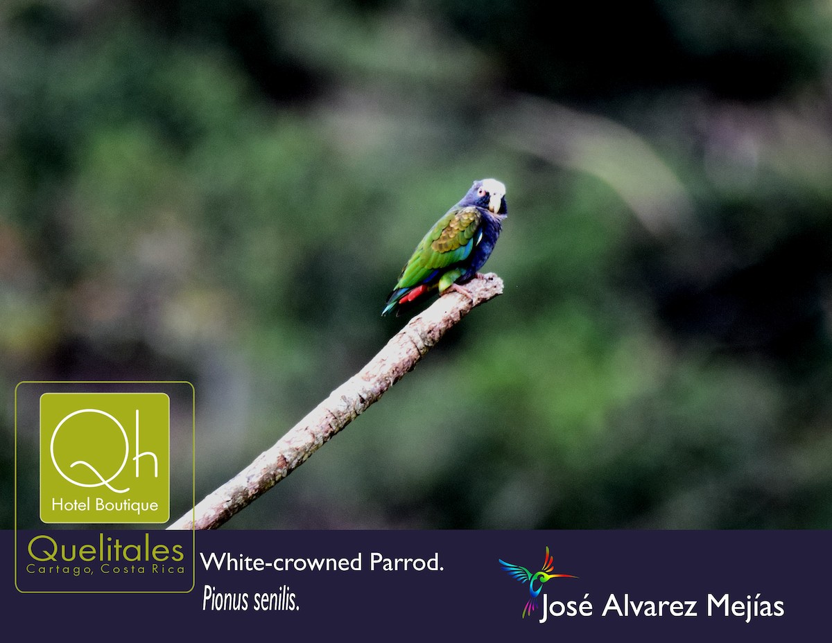 White-crowned Parrot - José Alvarez