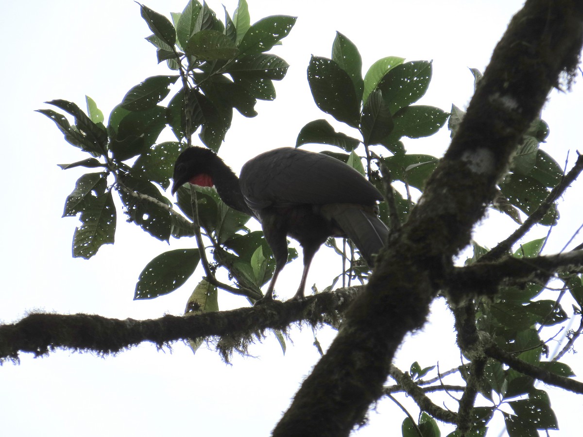 Crested Guan - ML77663151