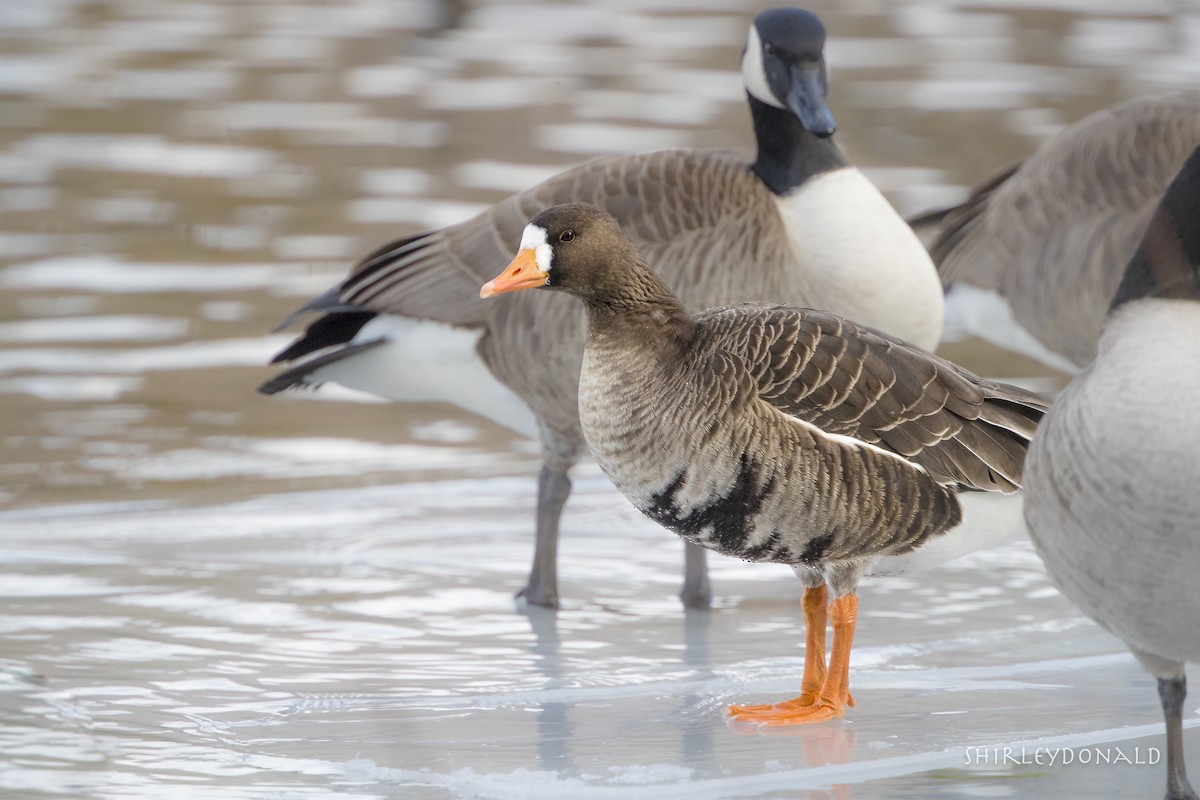 Greater White-fronted Goose - ML77664451