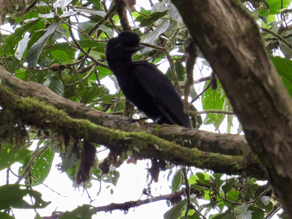 Эквадорская зонтичная птица - ML77664501
